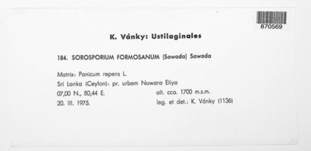 Anthracocystis formosana image